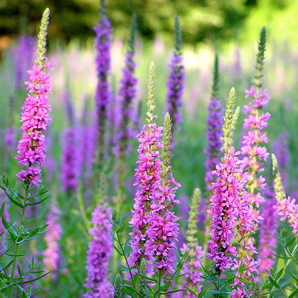 Purple Loosestrife. Get purple loosestrife herbicide and algae control from Aqua Doc