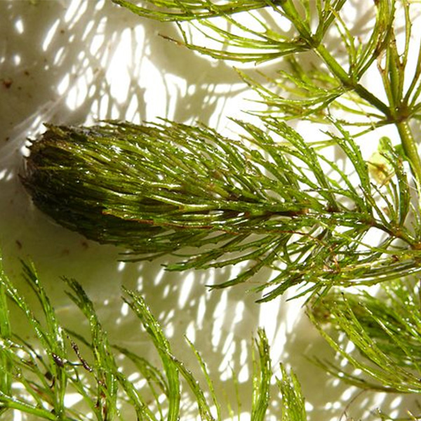 Get coontail herbicide and algae control from Aqua Doc