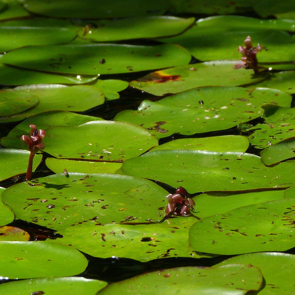 Picture of watershield. Get watershield herbicide and algae control from Aqua Doc