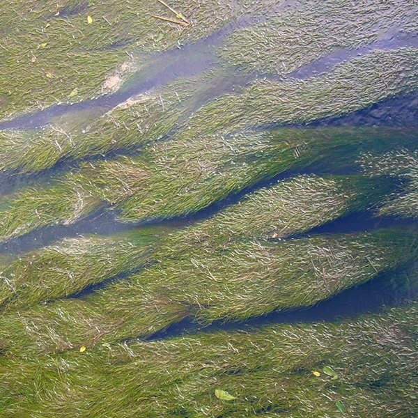 Sago pondweed. Get sago pondweed algaecide and algae control from Aqua Doc