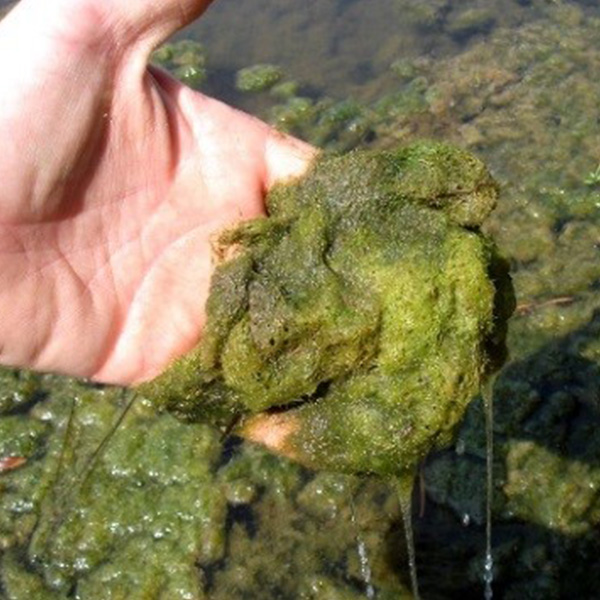 Pithophora algaecide and algae control from Aqua Doc