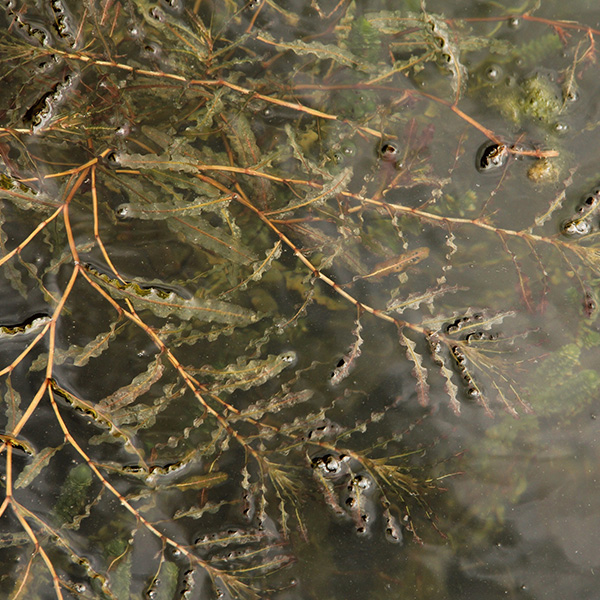 Curly leaf pond weed herbicide and algae control from Aqua Doc