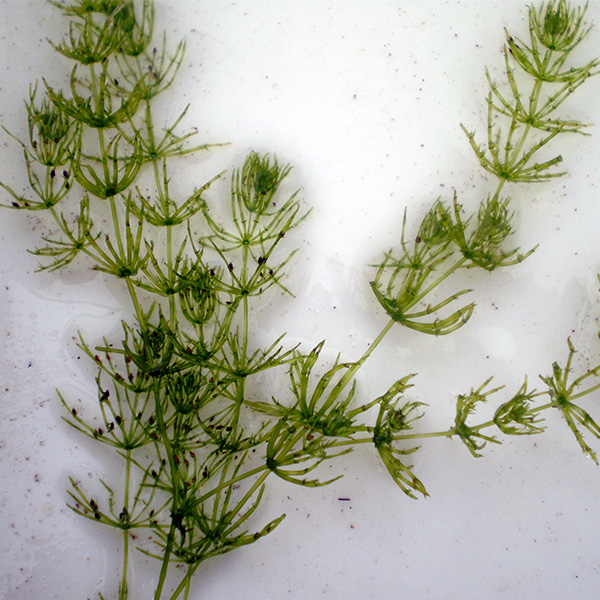 Chara herbicide and algae control from Aqua Doc