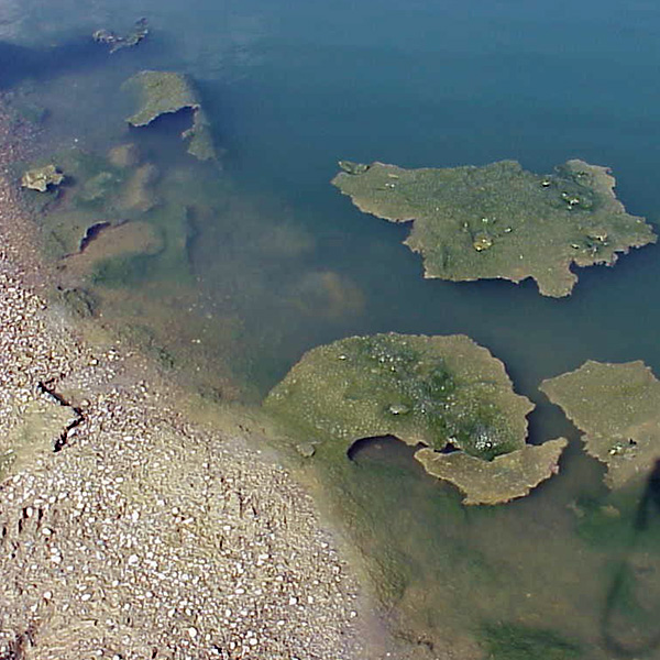 Oscillatoria algaecide and algae control from Aqua Doc