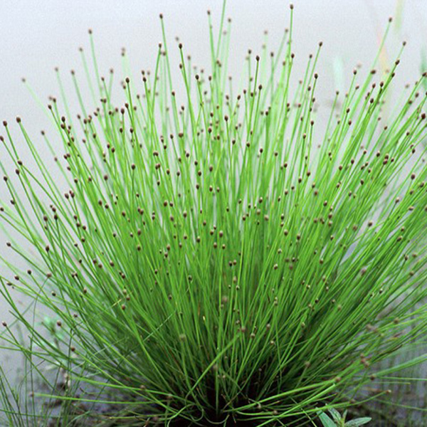 Picture of spike rush. Get spike rush herbicide and algae control from Aqua Doc