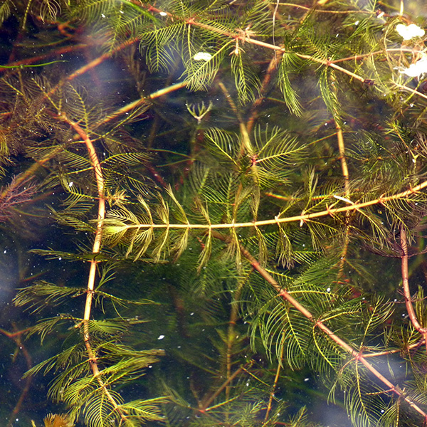 Get eurasian watermilfoil herbicide and algae control from Aqua Doc