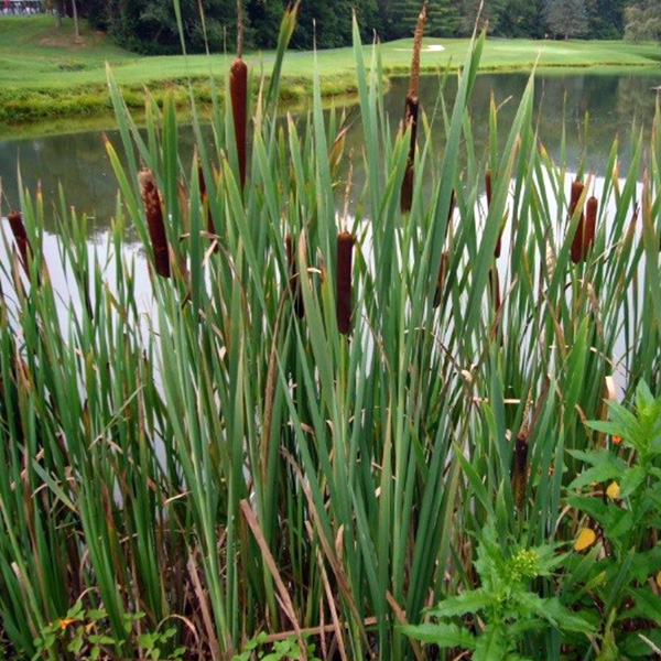 Get cattail control and algae control from Aqua Doc