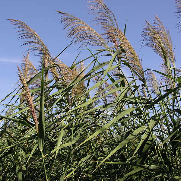 Picture of phragmites. Get phragmite herbicide and algae control from Aqua Doc