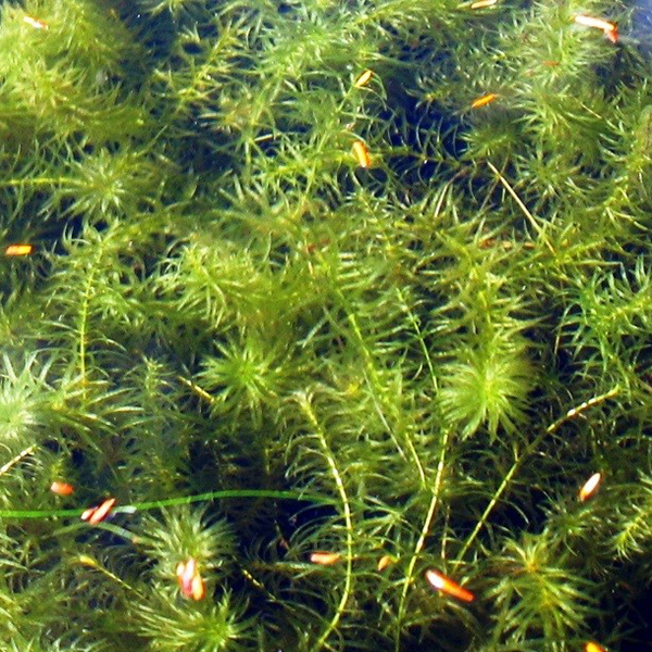 Picture of hydrilla. Get hydrilla algaecide and algae control from Aqua Doc