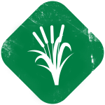 Cattail management with pond maintenance