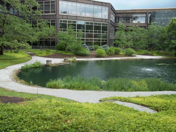 Algae and aquatic weed control after AQUA DOC service