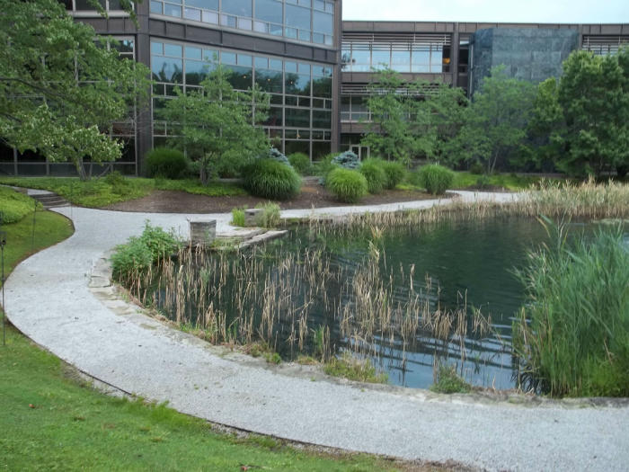Algae and aquatic weed control before AQUA DOC service